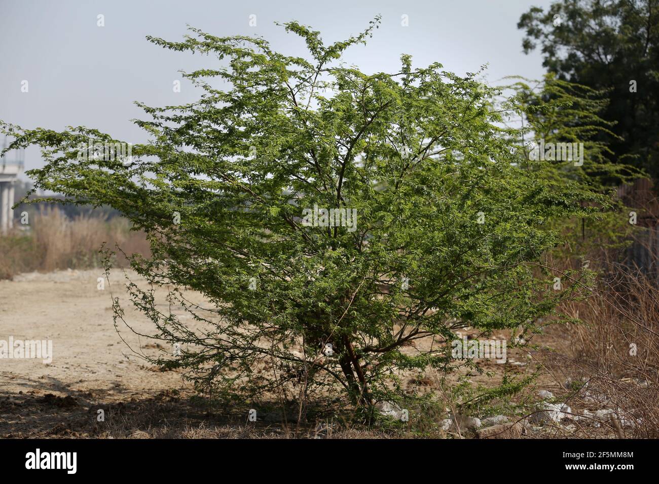 Acacia tree during day time Stock Photo