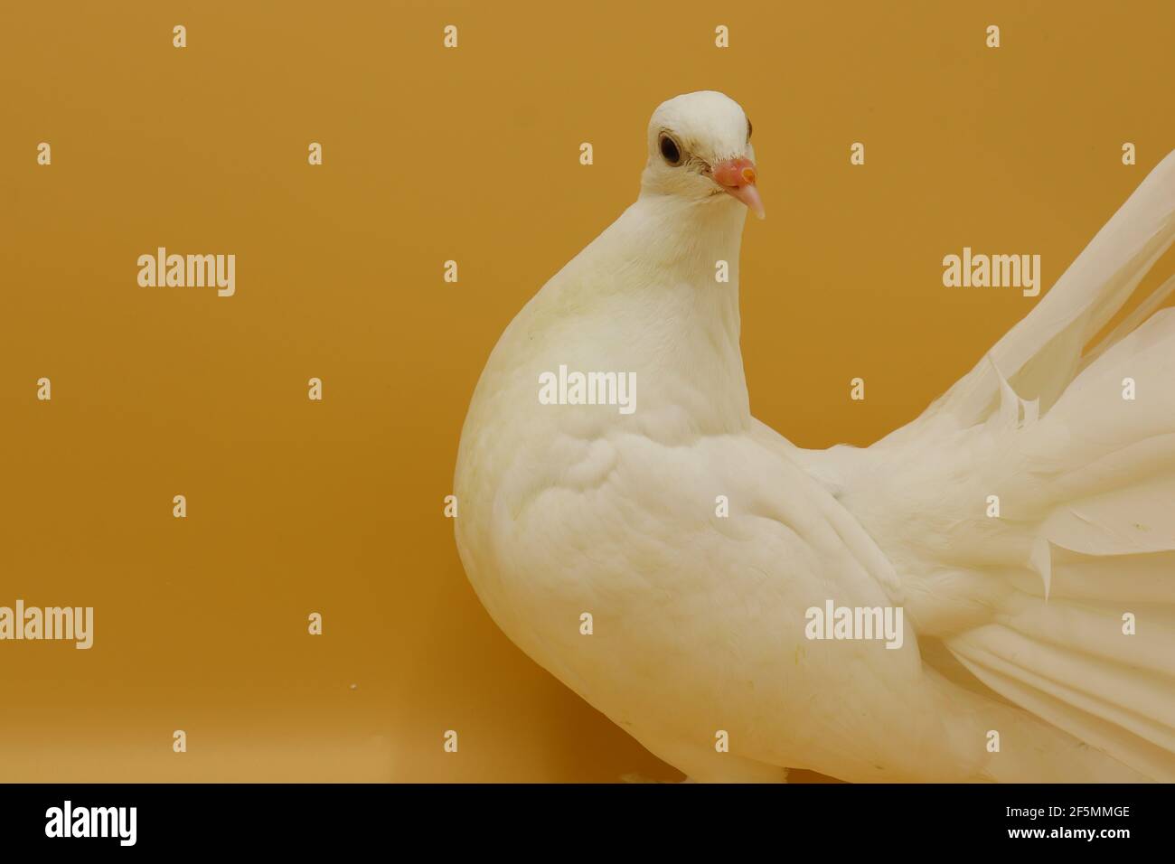 Fancy pigeon hi-res stock photography and images - Page 3 - Alamy