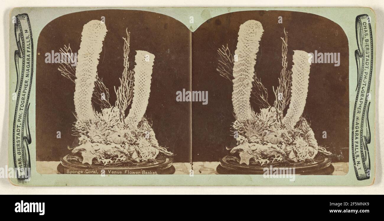 Sponge Coral, or Venus Flower Basket. Charles Bierstadt (American, born