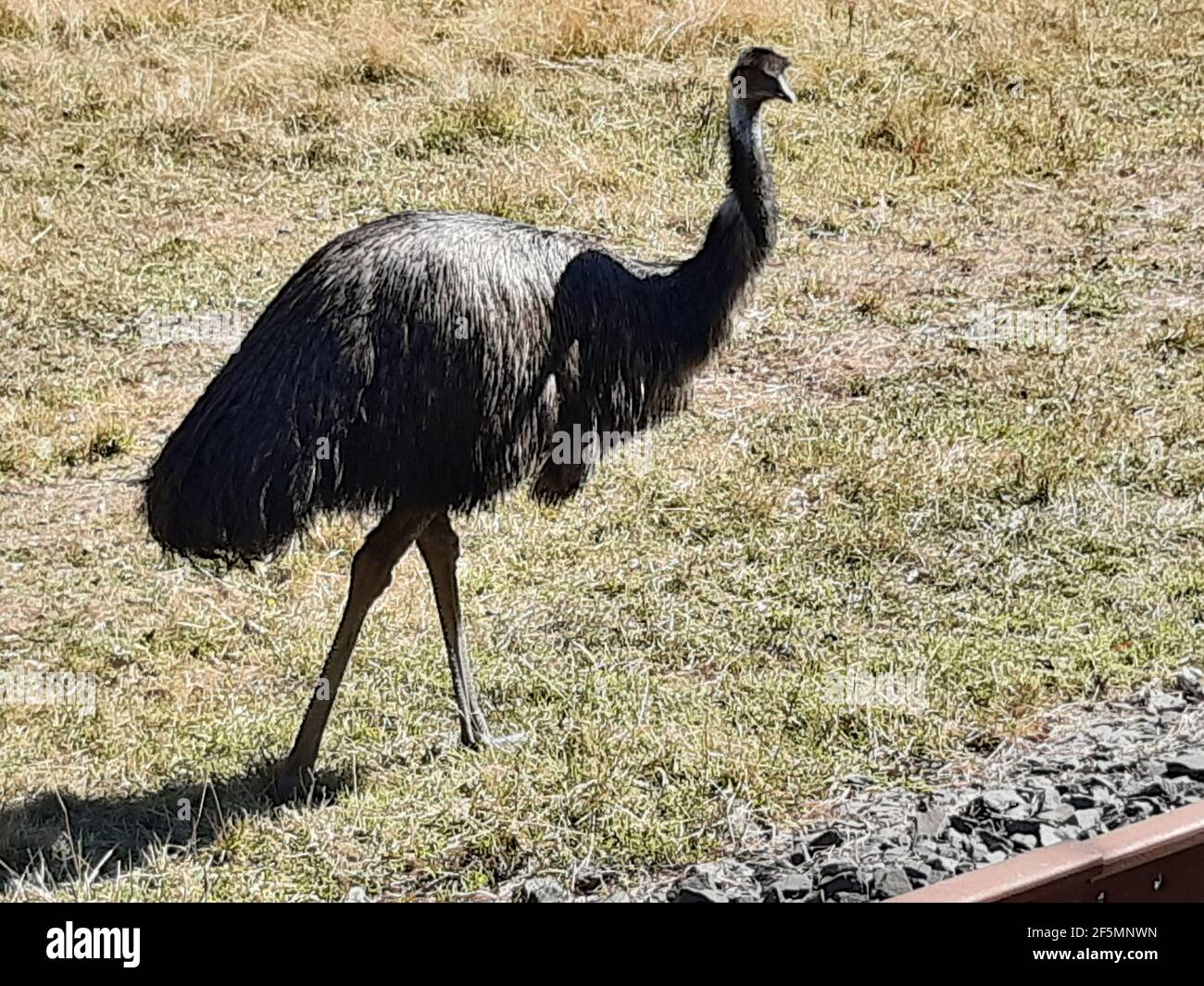 EMU in the wild Stock Photo - Alamy