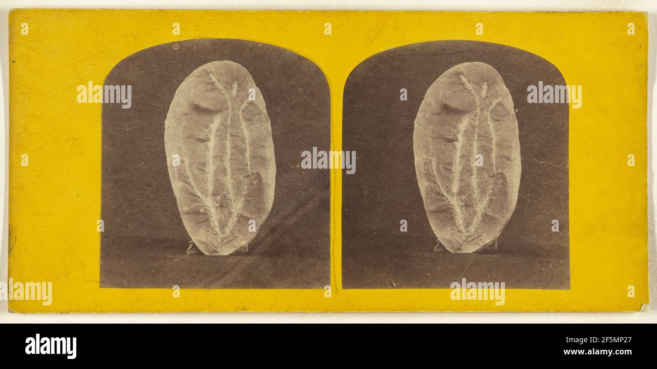 Palaeozoic Fossils. Lepidodendron - Elegans. From the South Staffordshire Coal Field, near Dudley...collection of Mr. Burton.... L.P.C. Stock Photo