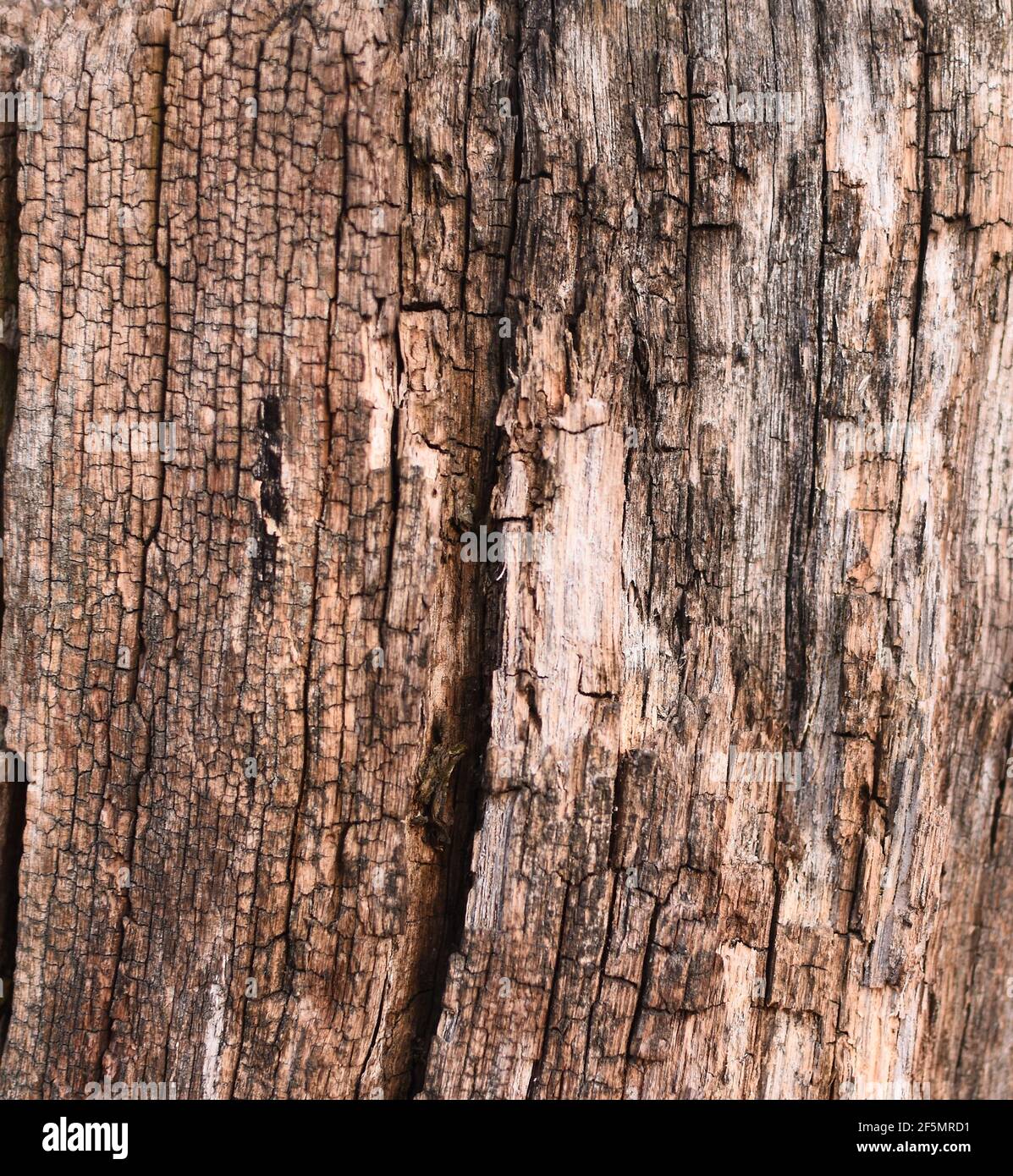 Old tree in the background section. wood texture.  Stock Photo