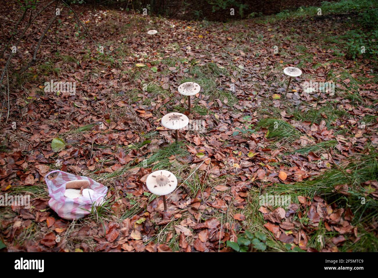 High angle shot of growing mushrooms in the forest Stock Photo - Alamy