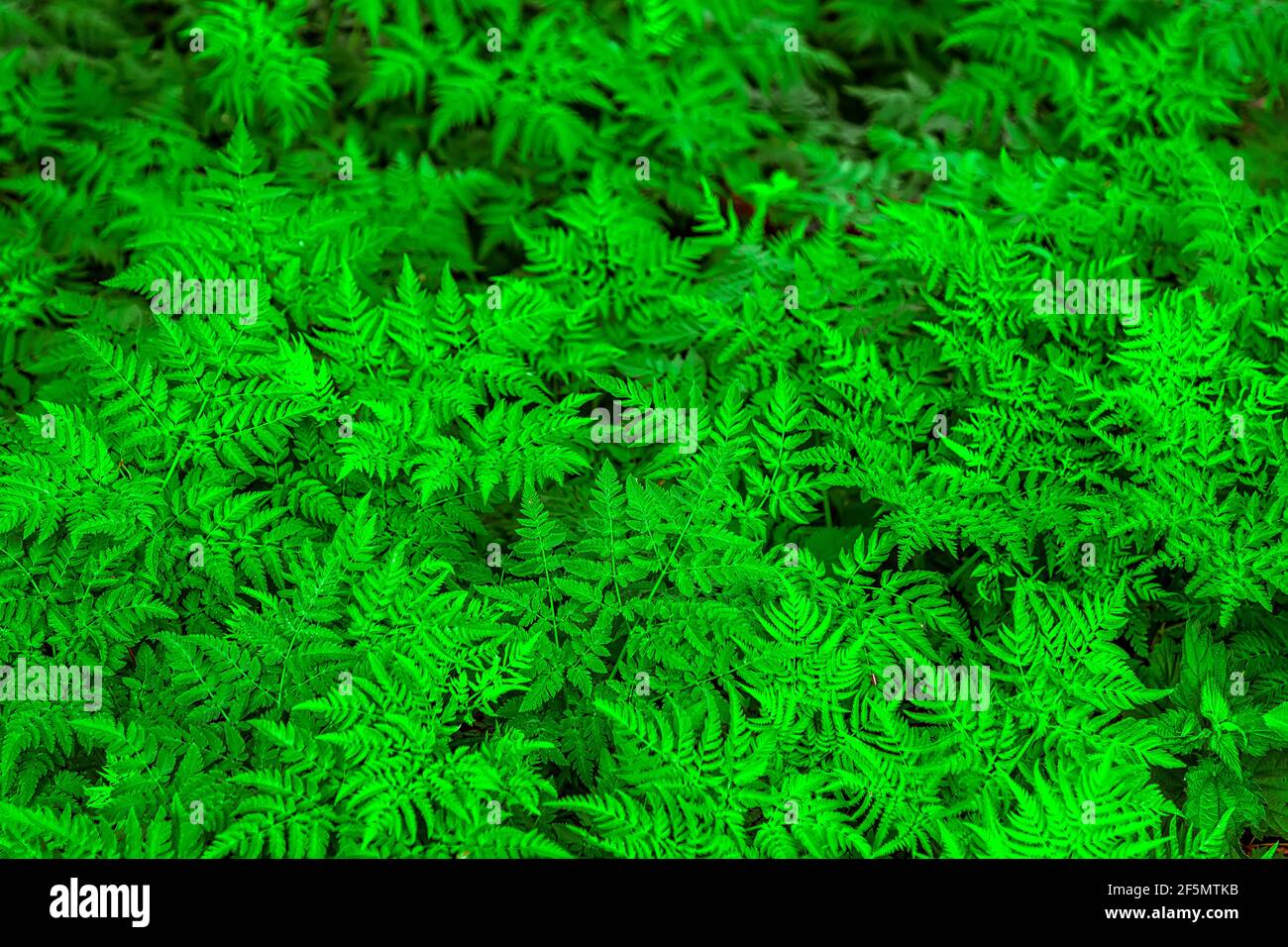 Backdrop Of Bright Ferns High Resolution Stock Photography and Images ...