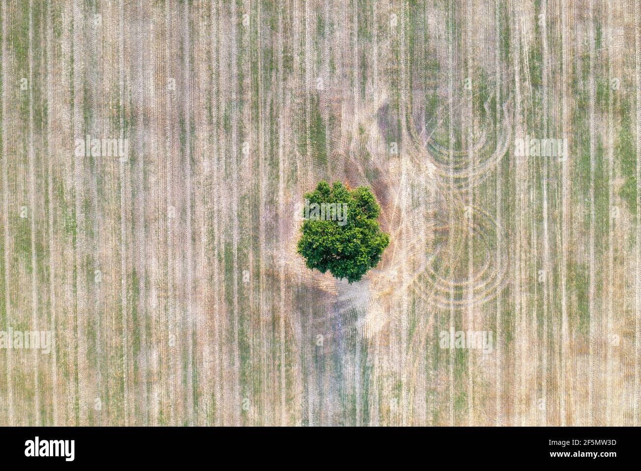 aerial view from drone of a lonely tree in the agricultural field after ...