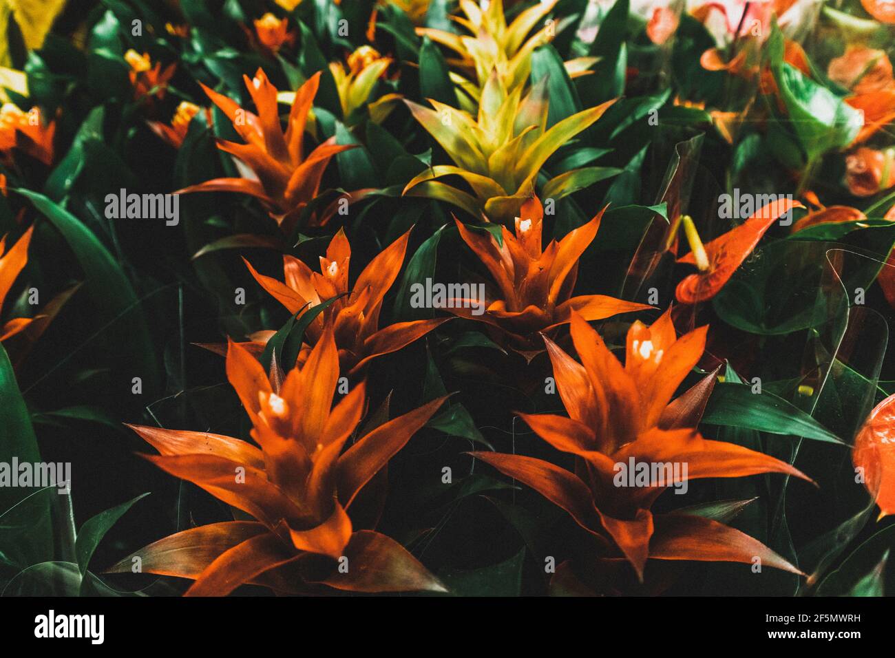 bromelia exotic tropic flower south american fiber ingredients for drink red yellow Stock Photo