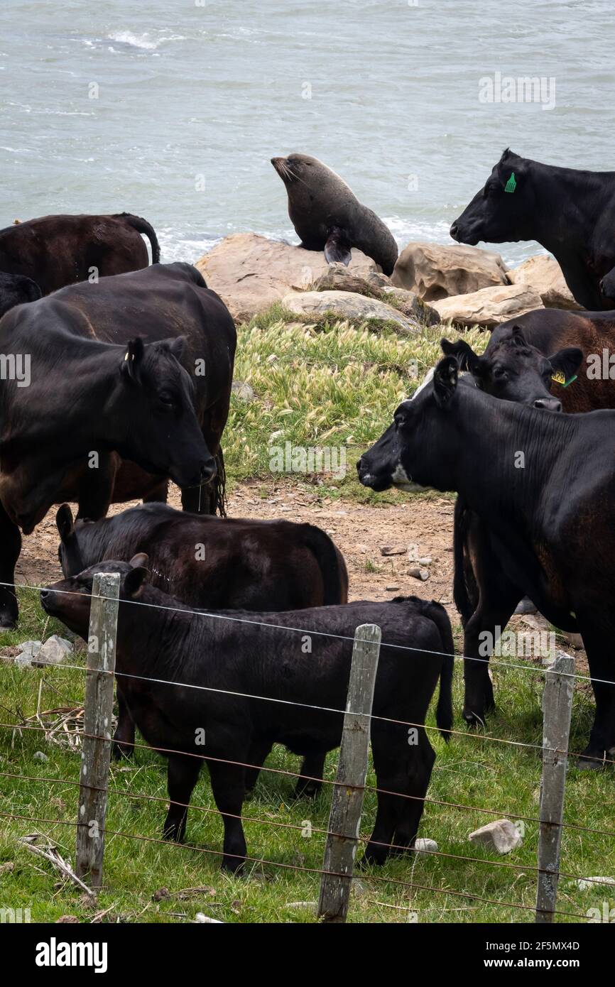 New Zealand Fur Seal and cattle, Glenburn, Wairarapa, North Island, New Zealand Stock Photo