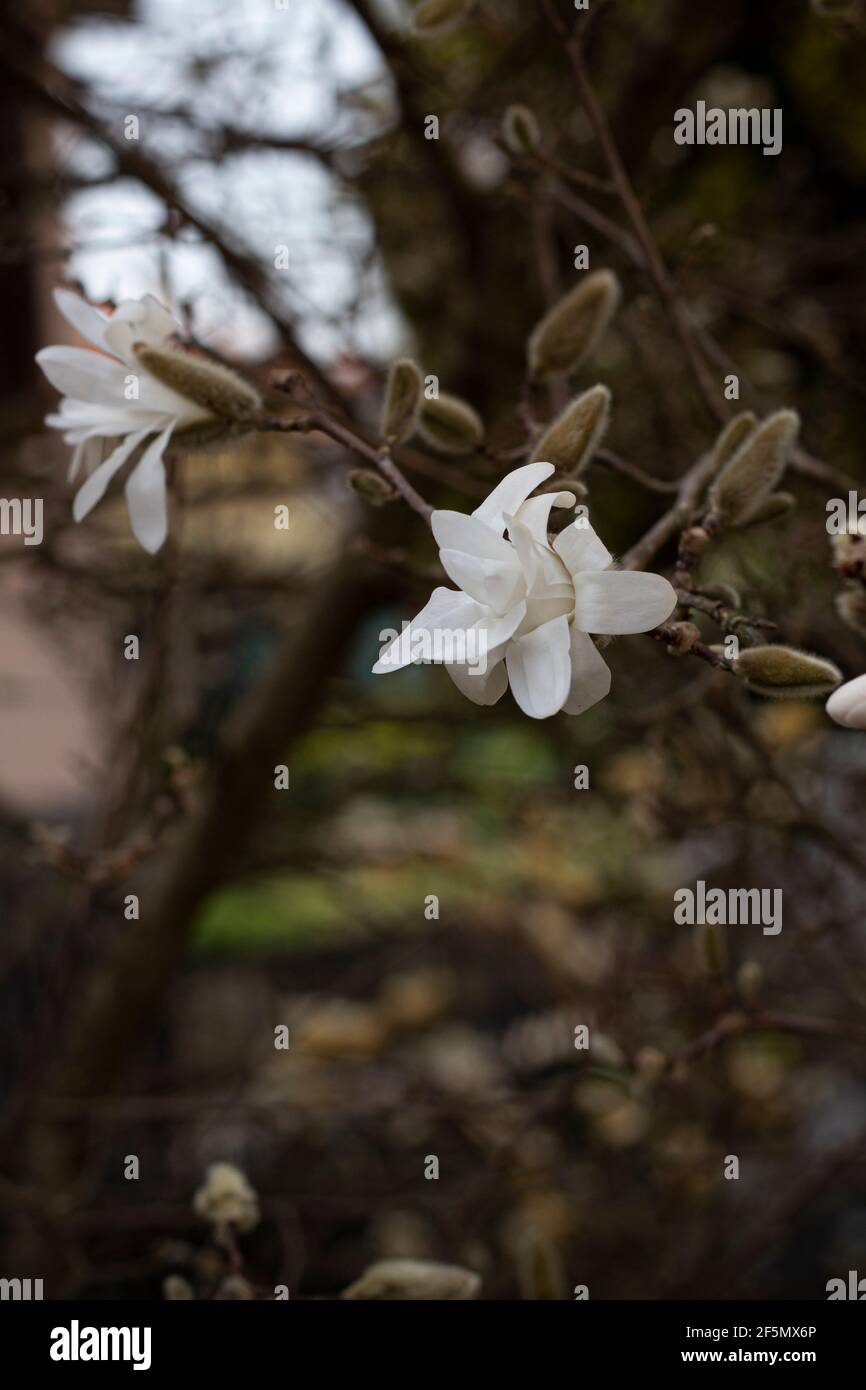 Beautiful white flowering magnolia (Magnolia Kobus) flowering tree. Magnolia stellata - selective focus Stock Photo