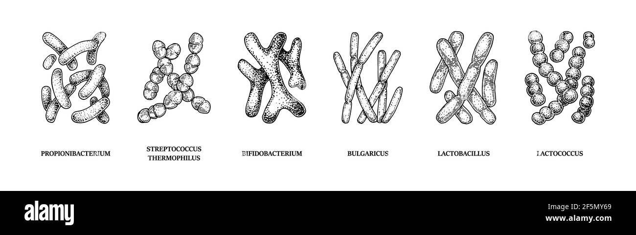Set of hand drawn probiotics bacterias: lactococcus, lactobacillus, bulgaricus, bifidobacterium, propionibacterium, streptococcus. Vector illustration Stock Vector