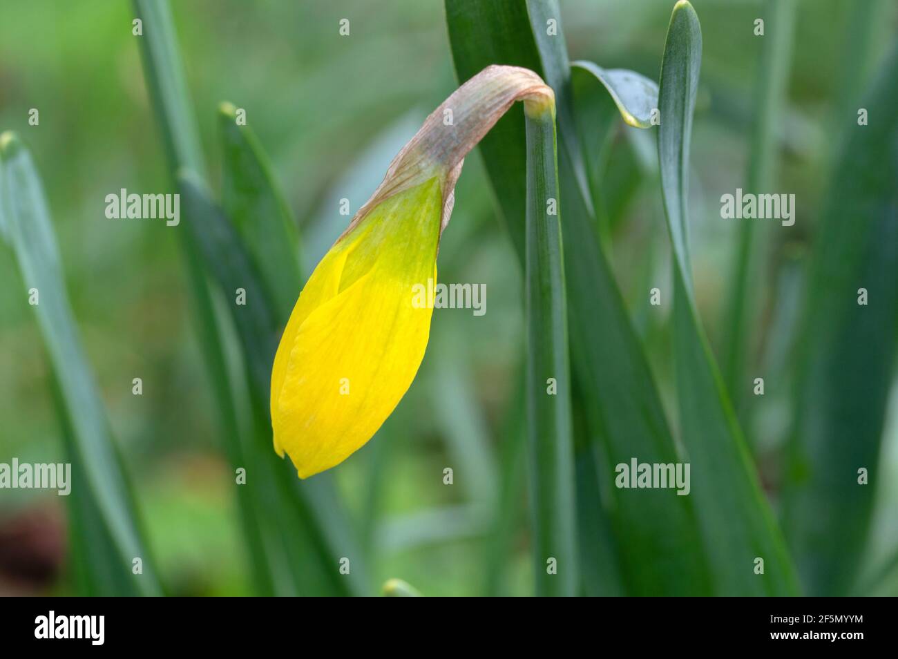 Close Up Of A Bud Of A Narcissus Flower At Amsterdam The Netherlands 22-3-2021 Stock Photo