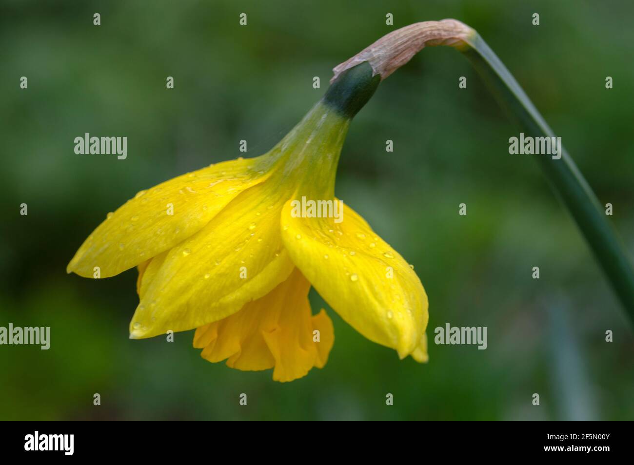 Close Up Of A Narcissus Flower At Amsterdam The Netherlands 22-3-2021 Stock Photo
