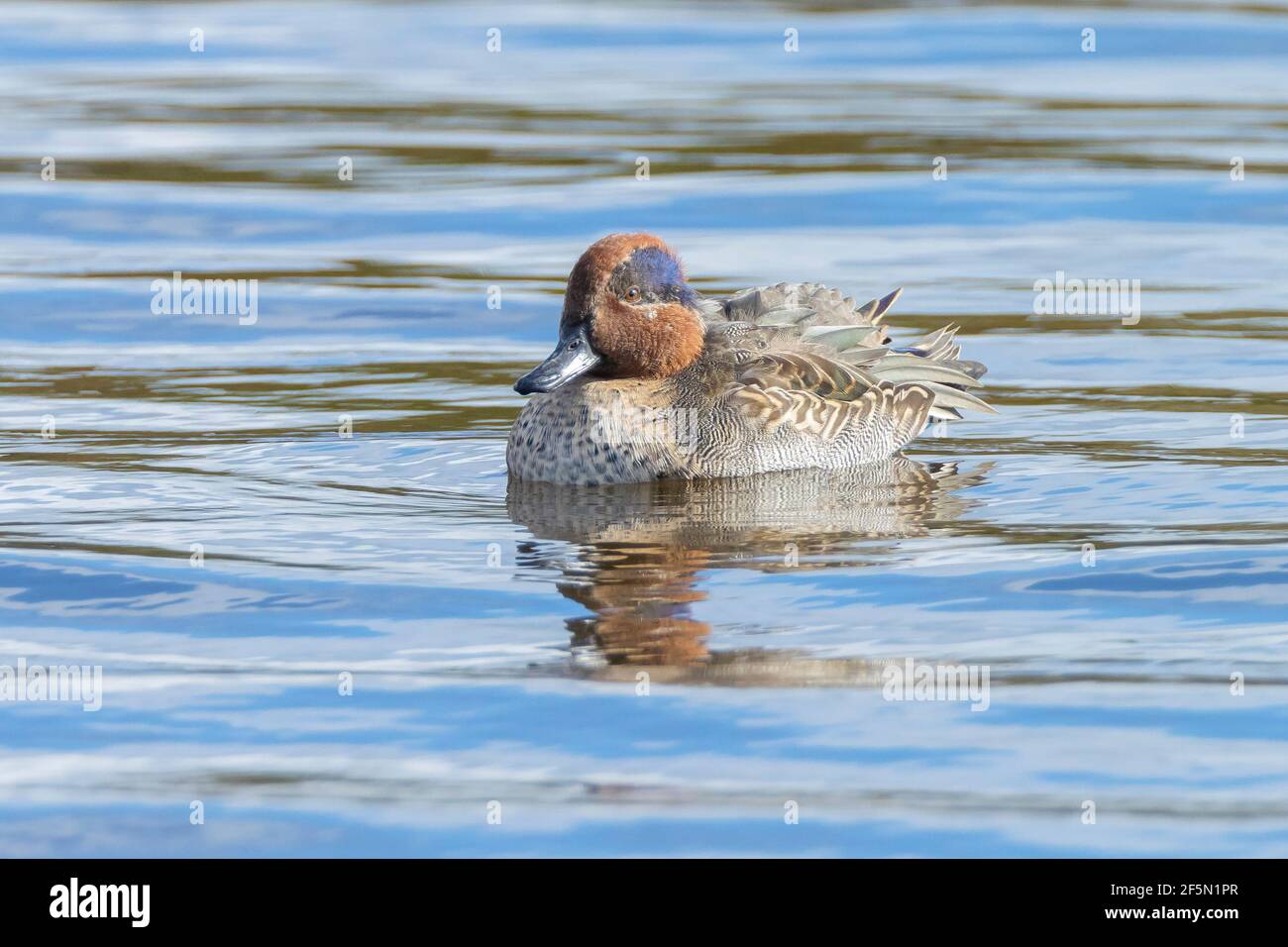 Eurasian teal, Anas crecca, common teal, or Eurasian green-winged teal waterfowl swimming Stock Photo