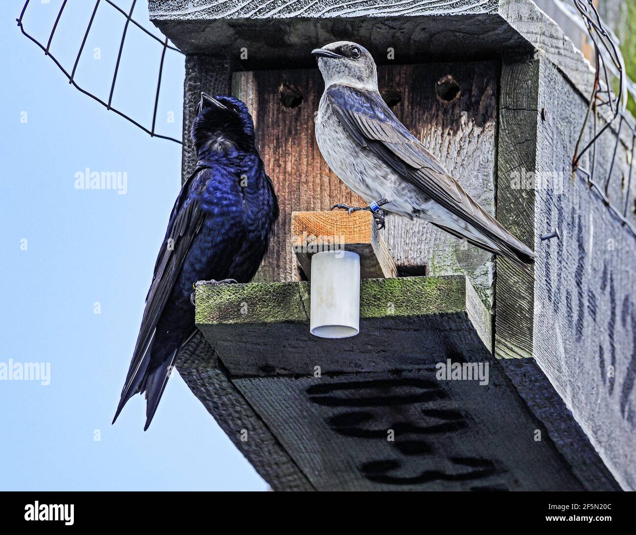 Male and female paired Purple martins at their man made protected breeding home on Vancouver Island BC Canada Stock Photo