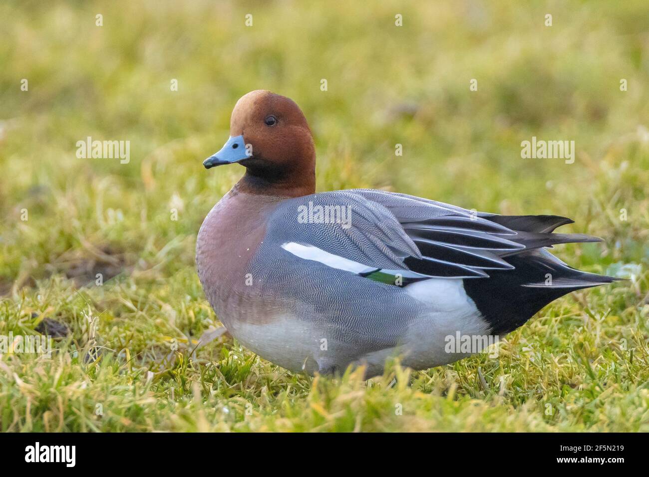 A male Eurasian wigeon Mareca penelope foraging n water Stock Photo - Alamy