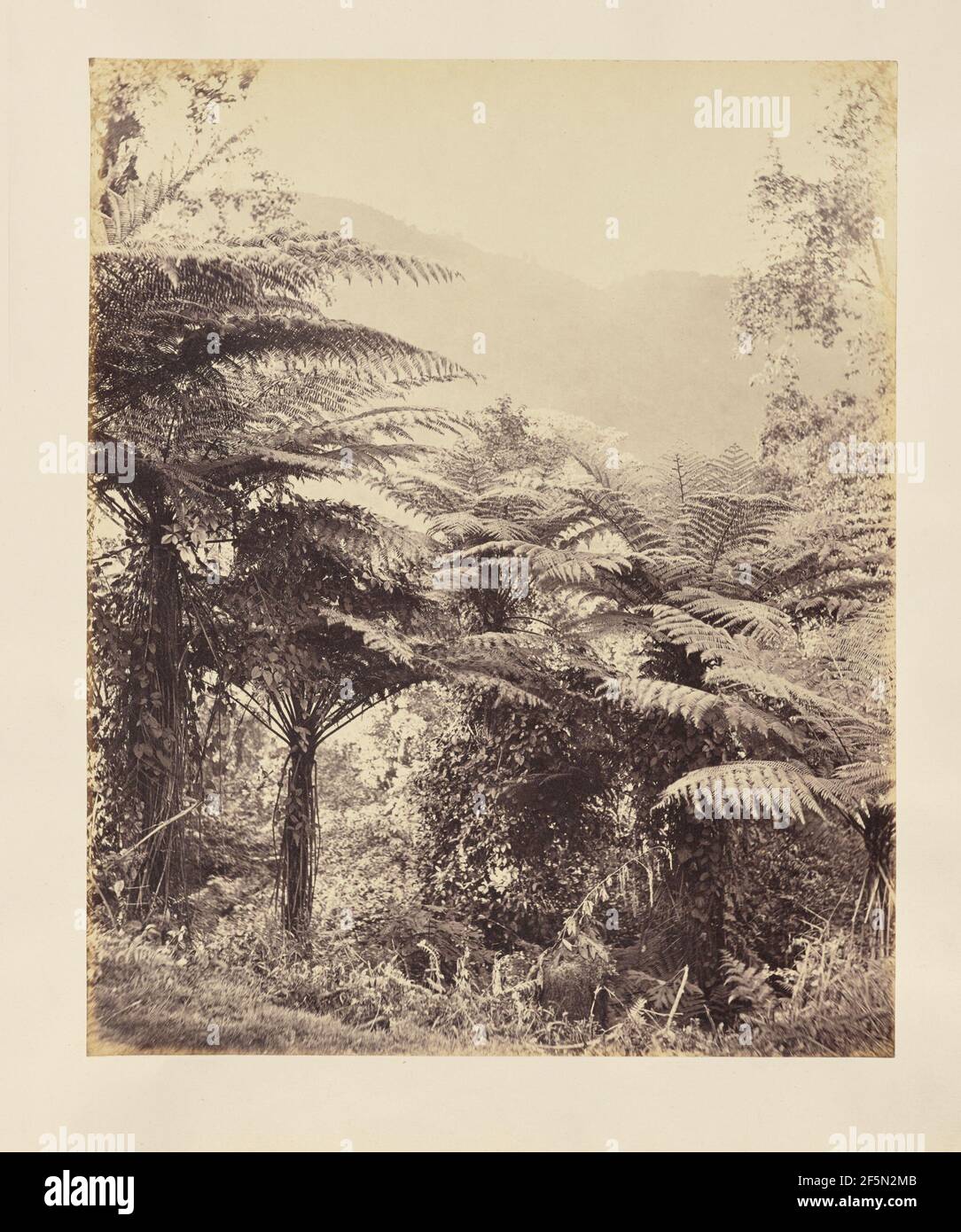 Ferns intricate structure hi-res stock photography and images - Alamy