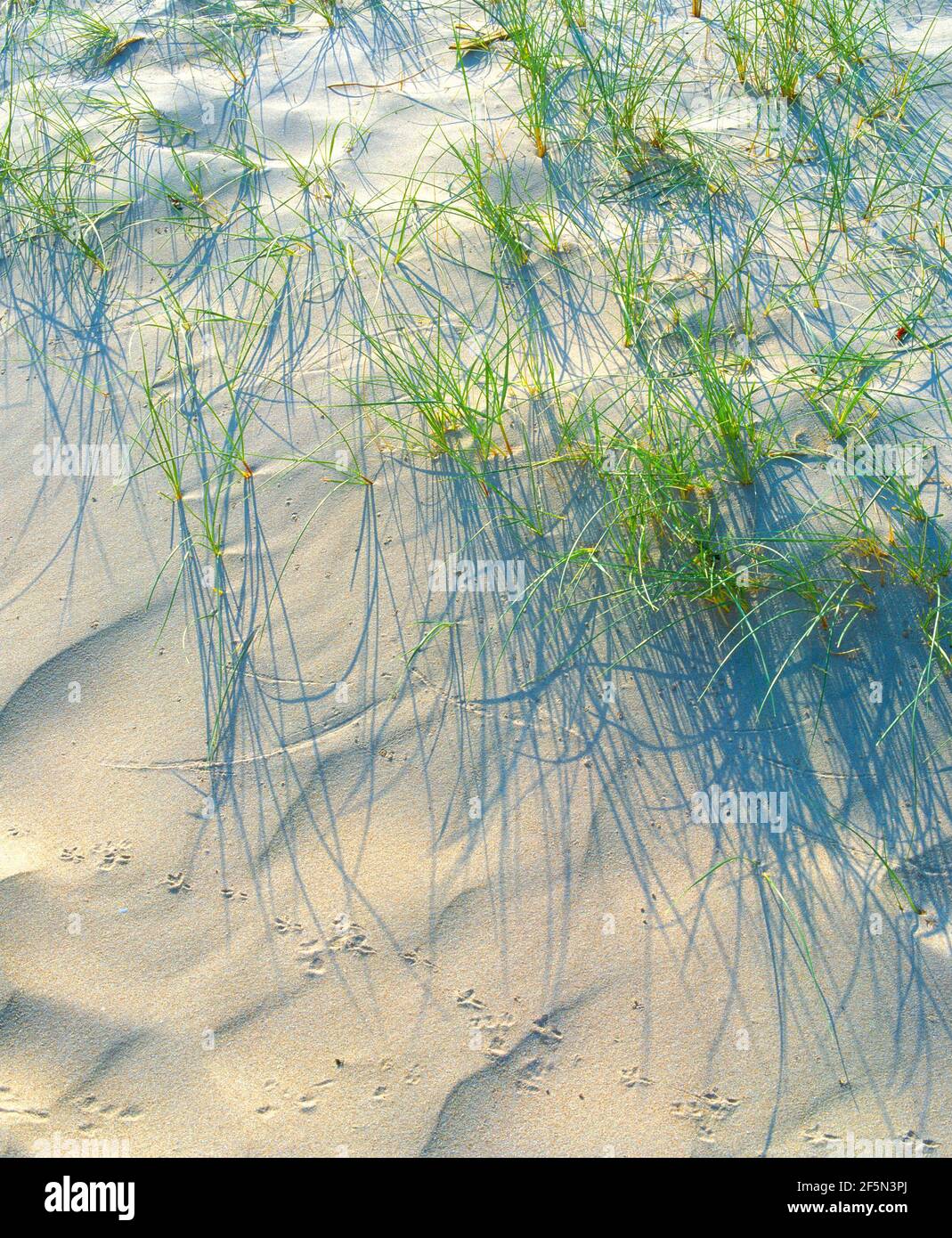 Maram grass, on dunes Stock Photo