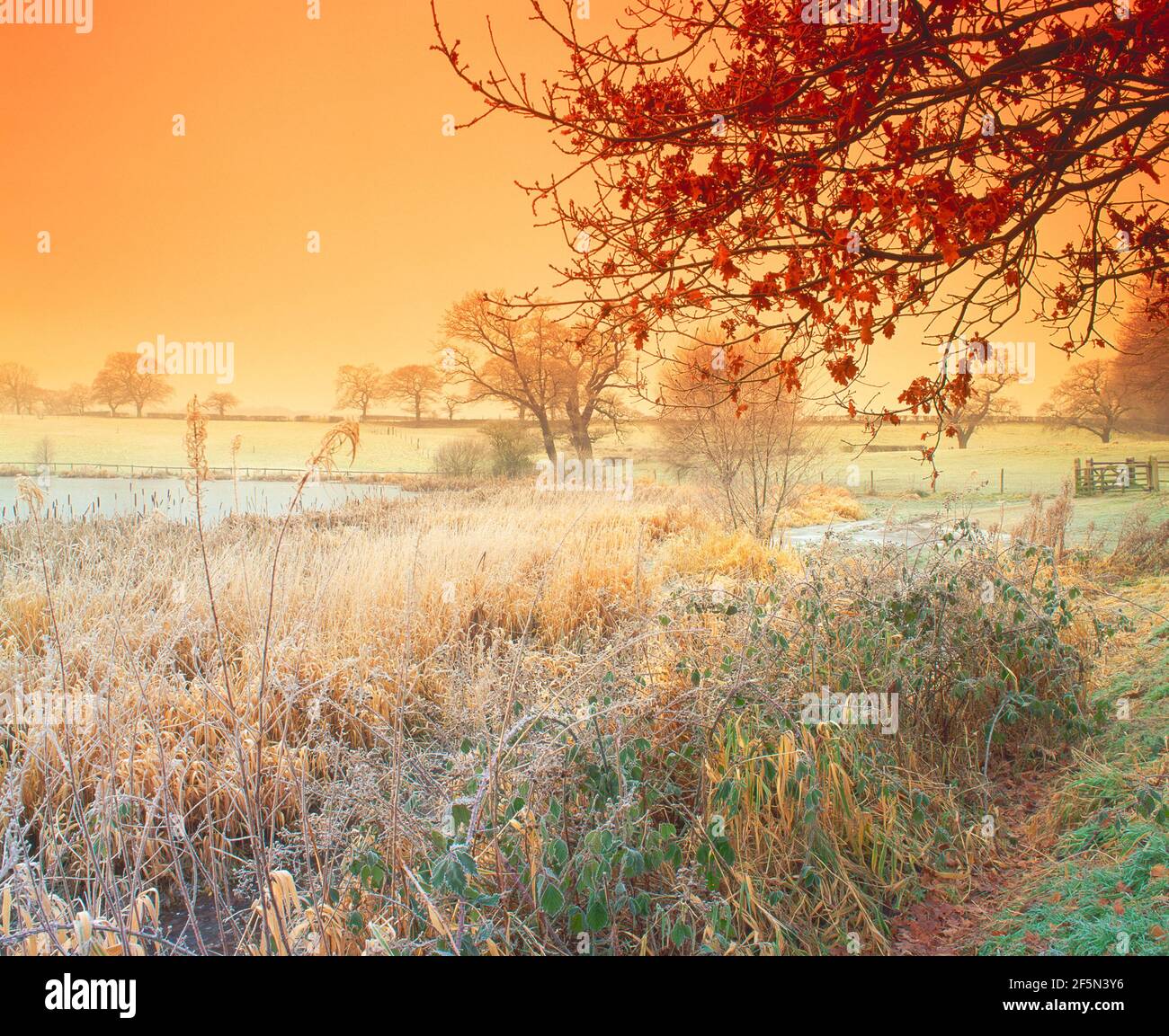 frosted rural scene, Stock Photo