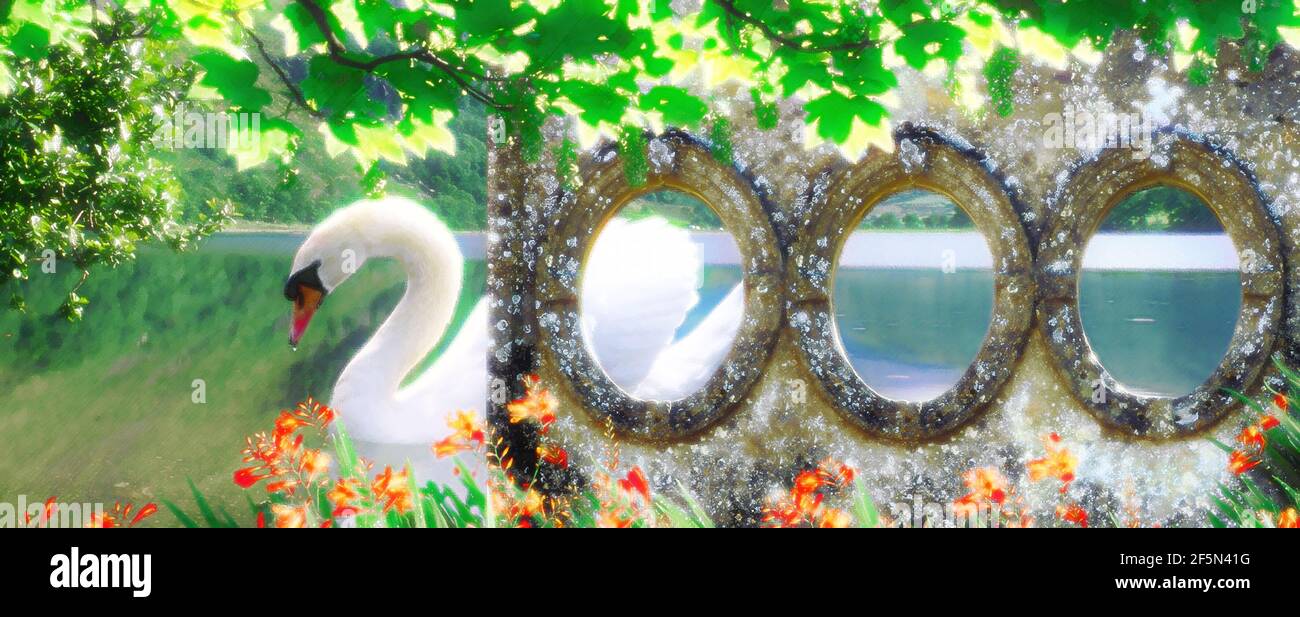 millenium, 2000, with mute swan, Stock Photo