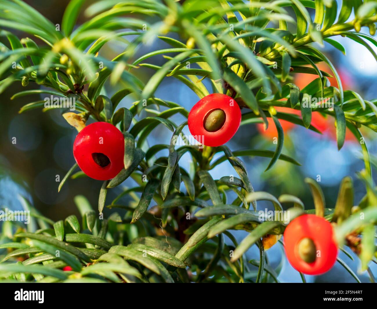 Closeup of red berries on a yew tree Stock Photo
