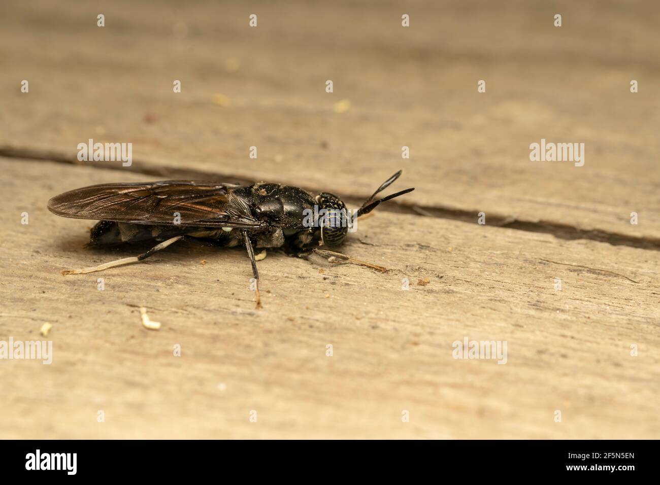 Black soldier fly (lat. hermetia illucens), is a common and widespread fly of the family Stratiomyidae Stock Photo