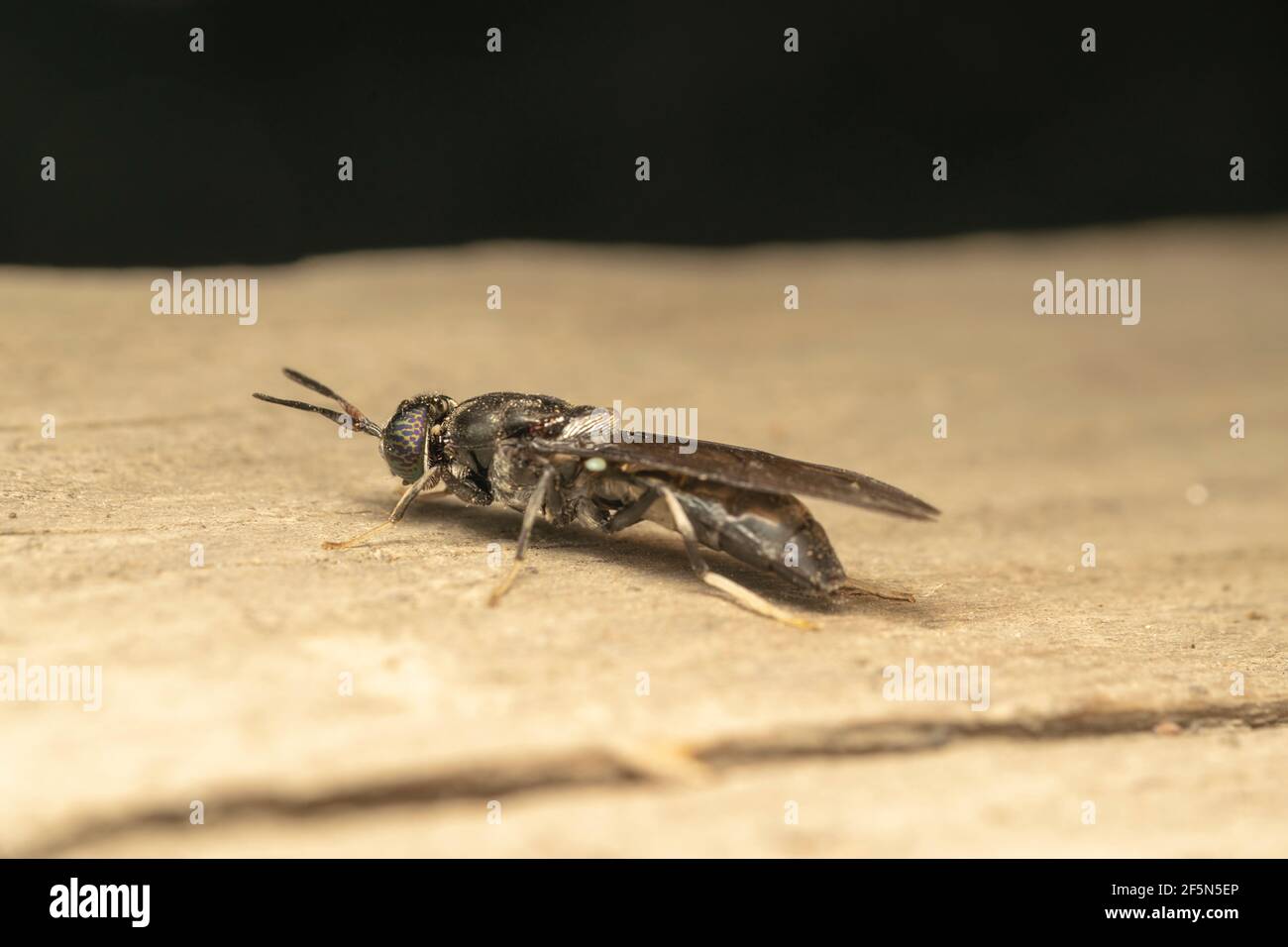 Black soldier fly (lat. hermetia illucens), is a common and widespread fly of the family Stratiomyidae Stock Photo