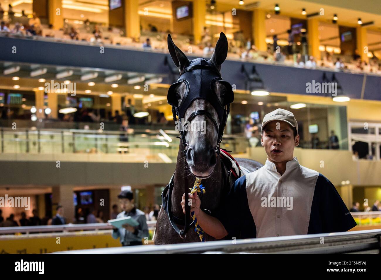 chinese new year horse racing hong kong