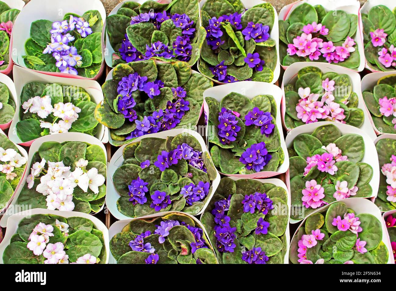 Pots of violets for sale on the market Stock Photo Alamy