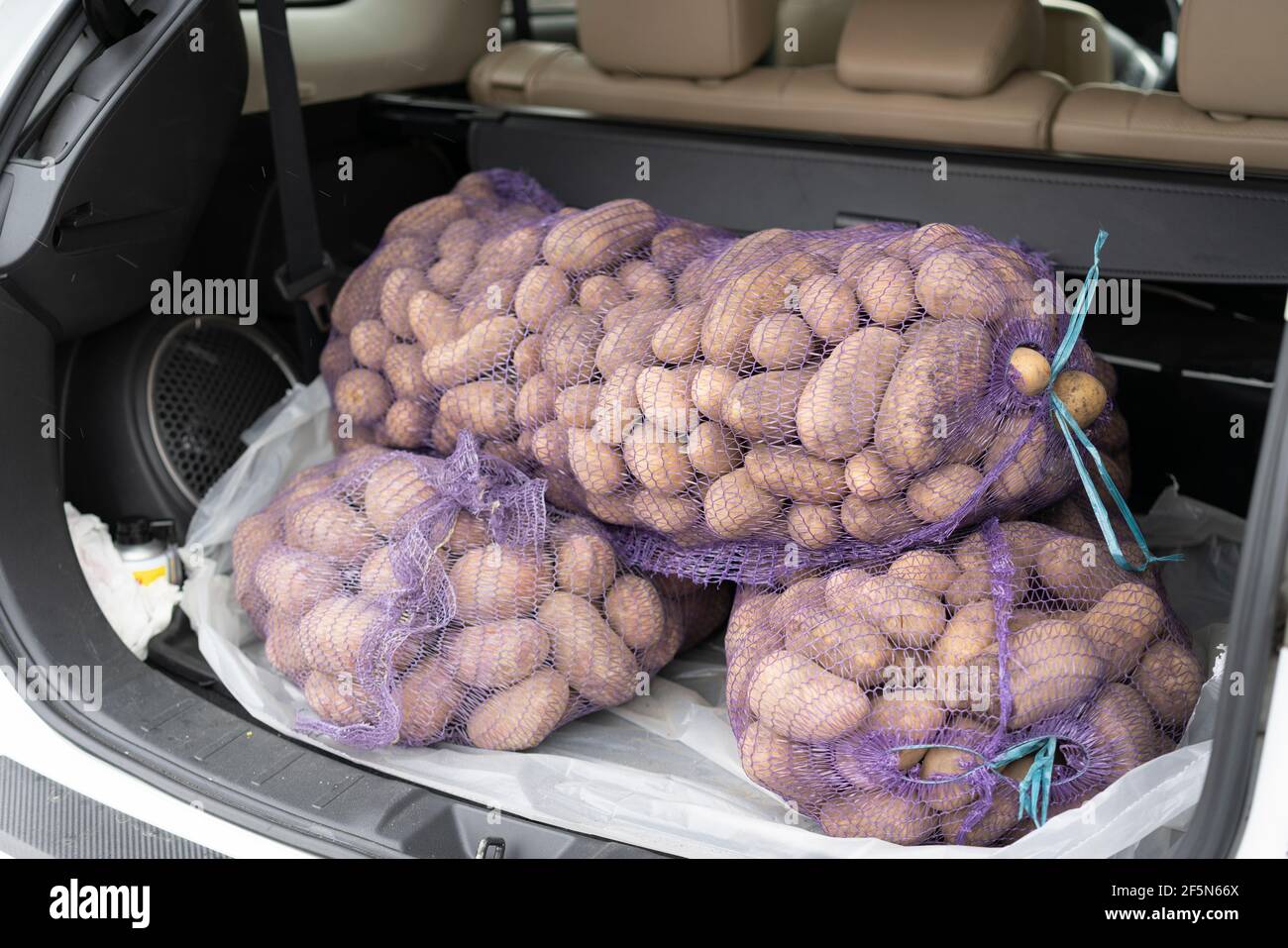 loaded car carries on the trunk bags of potatoes. trunk of a car filled with potatoes. toned Stock Photo