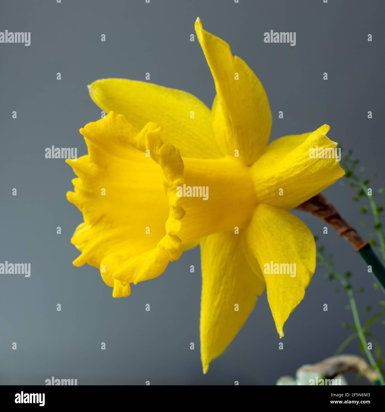 Vibrant yellow Daffodil in a vase Stock Photo