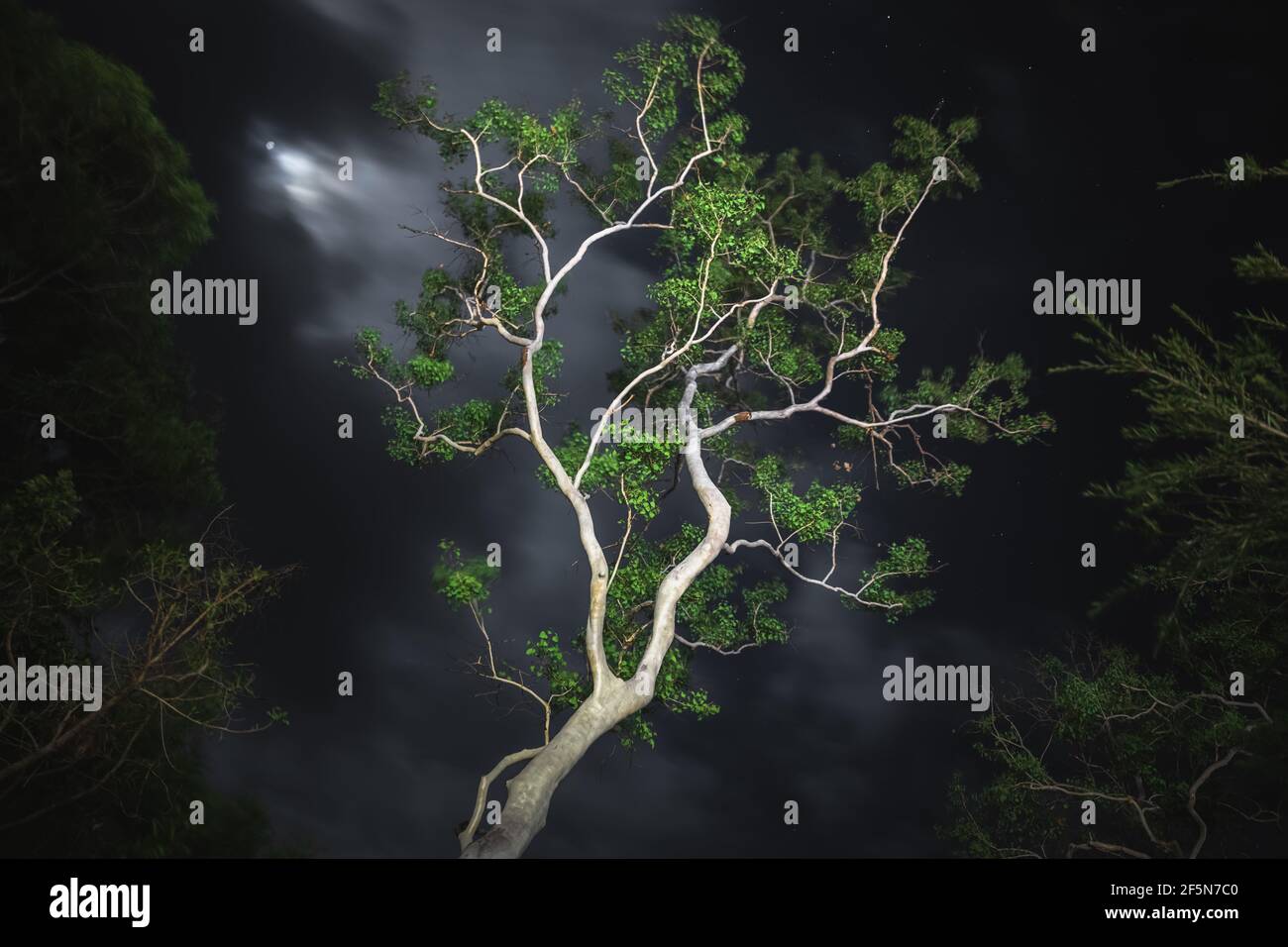 A tall lemon-scented gum tree (Corymbia citriodora) and its white bark and trunk illuminated at night in the Daintree Rainforest, Queensland, Australi Stock Photo