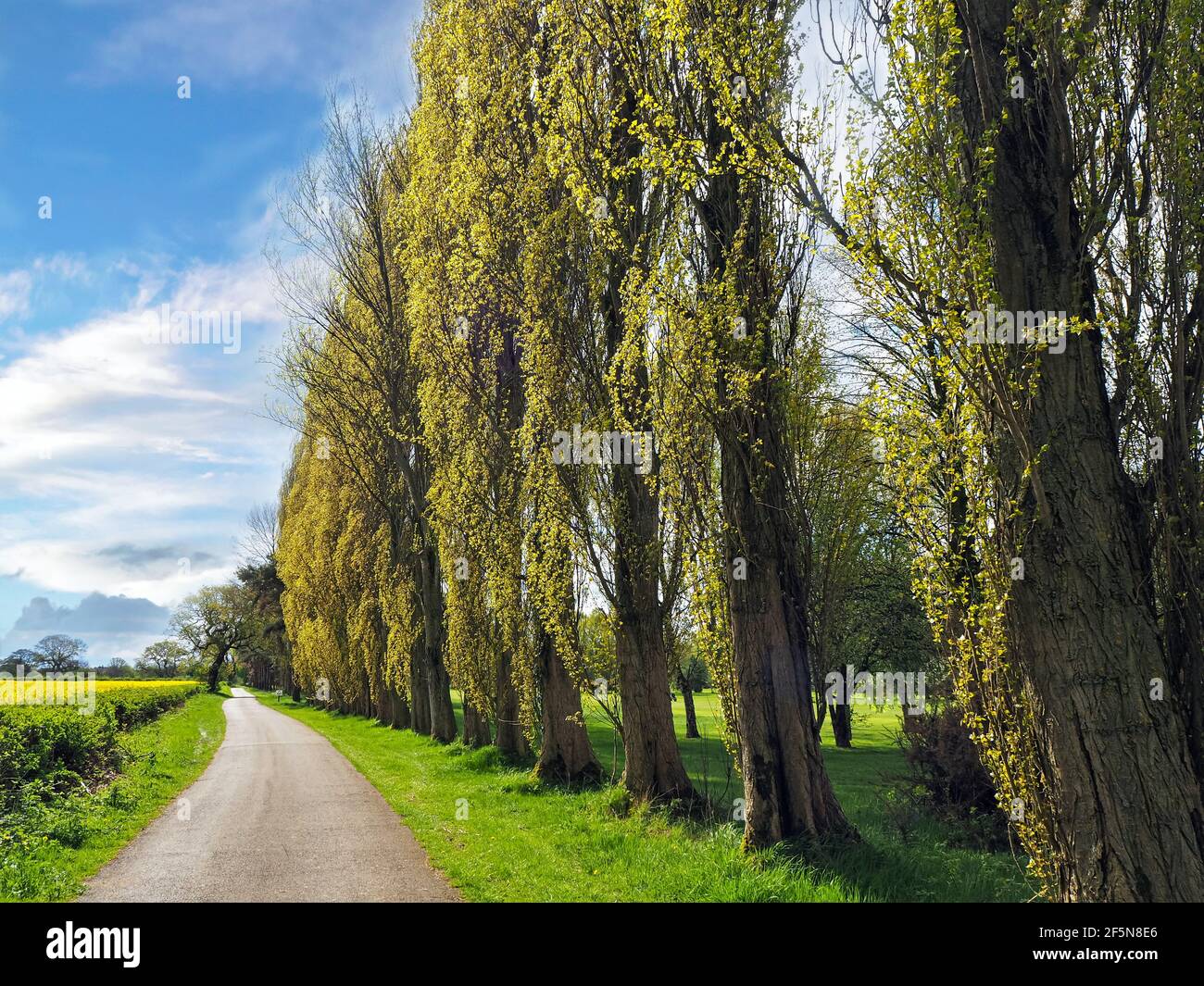 Poplar trees beside a country lane in North Yorkshire, England Stock Photo