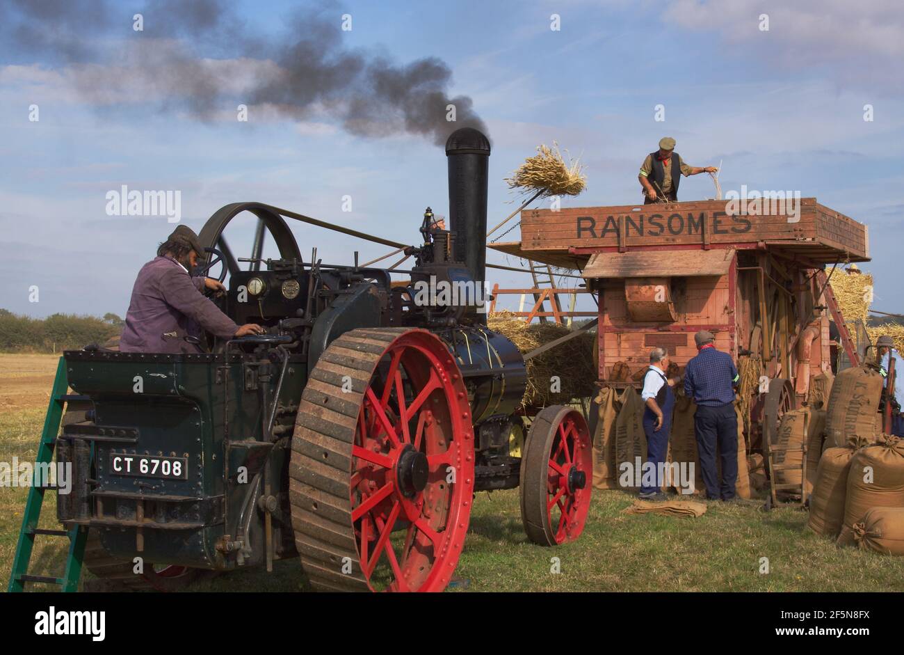 Threshing wheat with a steam traction engine driven Ransomes threshing