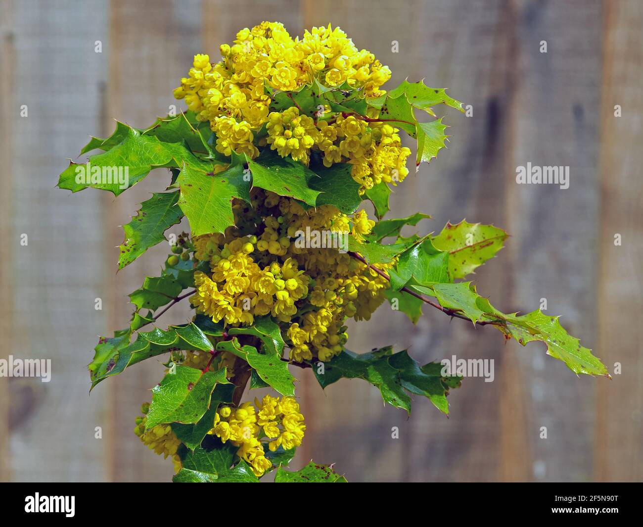 Yellow flowers and green leaves on a holly bush Stock Photo