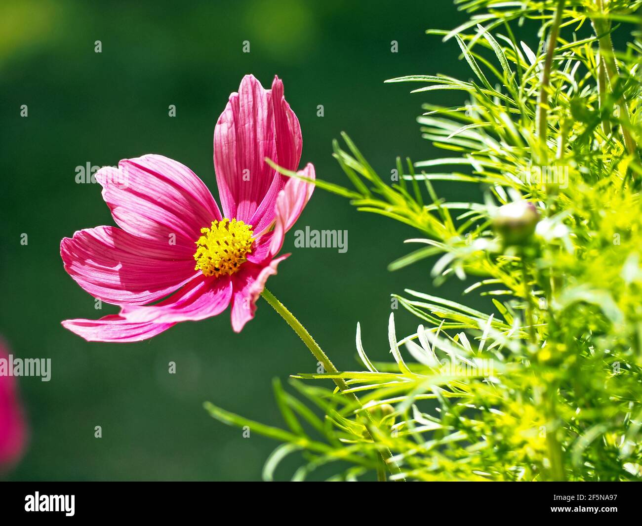 Pink Cosmos flower and green leaves in sunlight Stock Photo