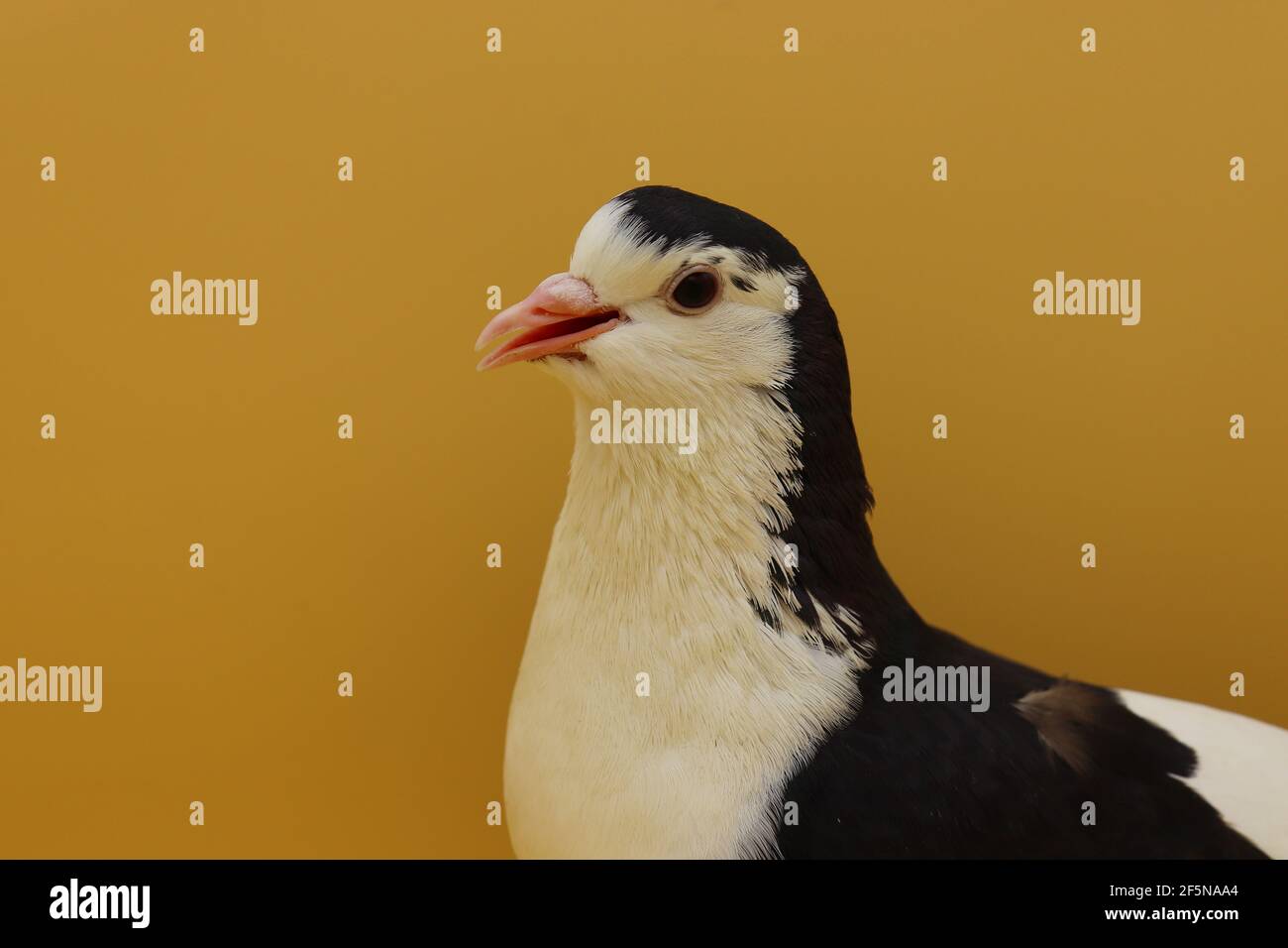 Black and white pigeon, white pigeon with black wings isolated Stock