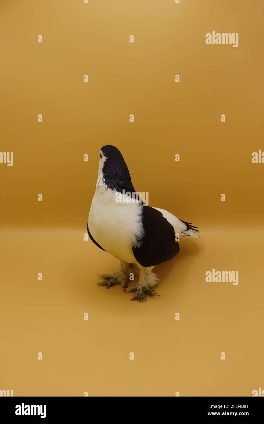 Black and white pigeon, white pigeon with black wings isolated Stock