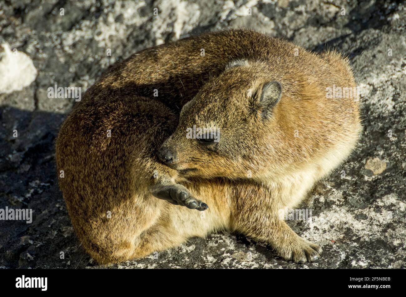 A close up of a rock hyrax / dassie / Cape hyrax (Procavia capensis) on rocks (where else?) on Table Mountain, Cape Town, South Africa. Stock Photo