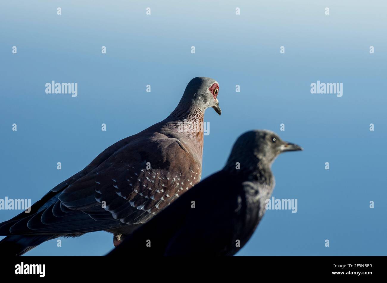 An African Rock Pigeon / Speckled pigeon (Columba guinea) and a Red Winged Starling (Onychognathus morio ) on Table Mountain, Cape Town, South Africa. Stock Photo