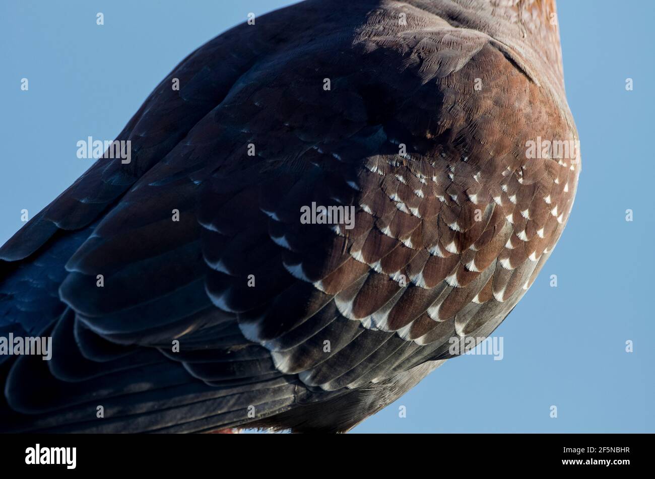 Close up of the wing of an African Rock Pigeon / Speckled pigeon (Columba guinea) on Table Mountain, Cape Town, South Africa. Stock Photo