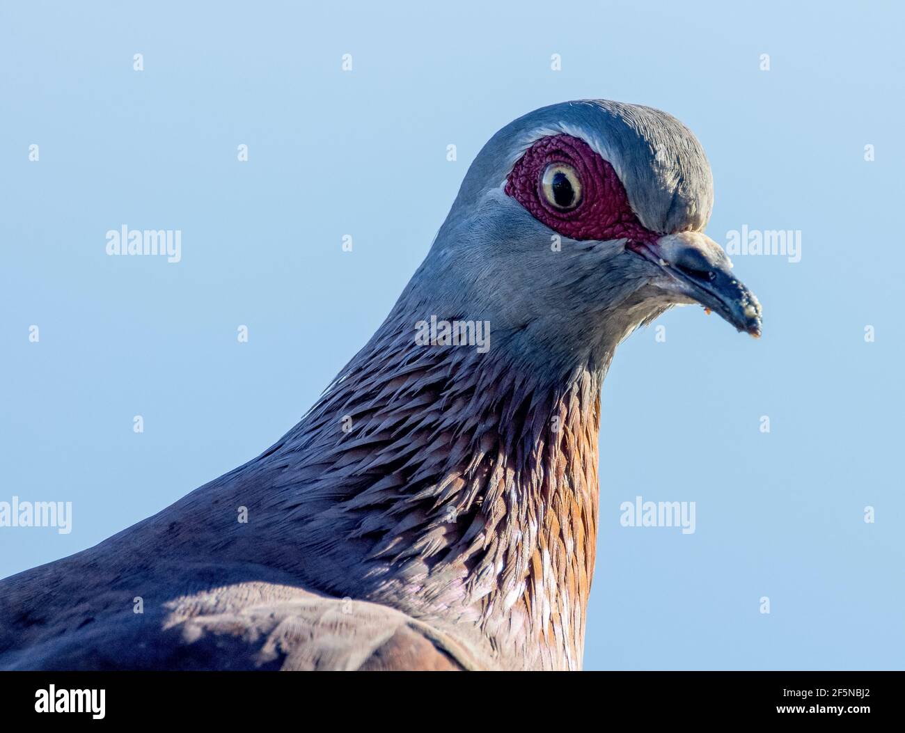Close up of the head of an African Rock Pigeon / Speckled pigeon (Columba guinea) on Table Mountain, Cape Town, South Africa. Stock Photo