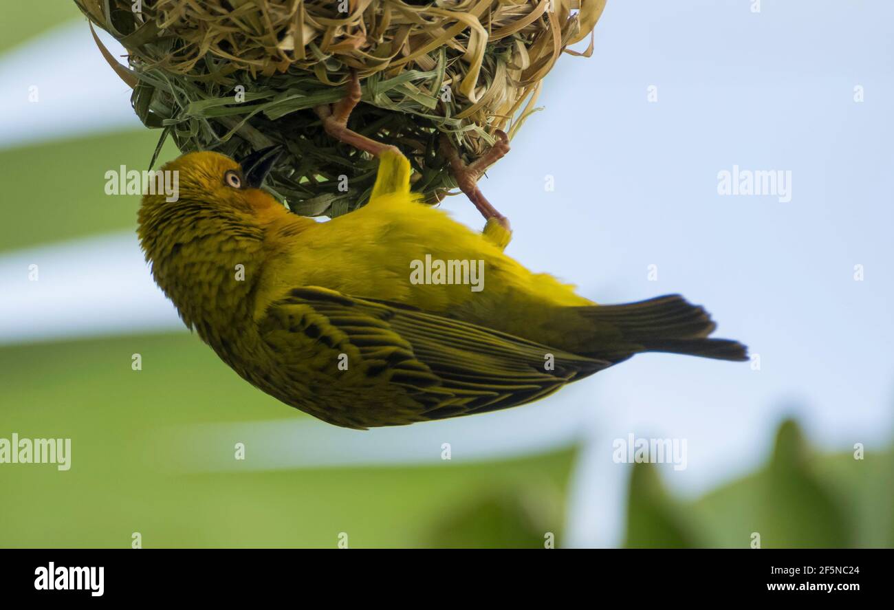 A cape weaver bird (Ploceus capensis) hanging from its spherical nest in the town of George, Western Cape, South Africa in August (Winter). Stock Photo