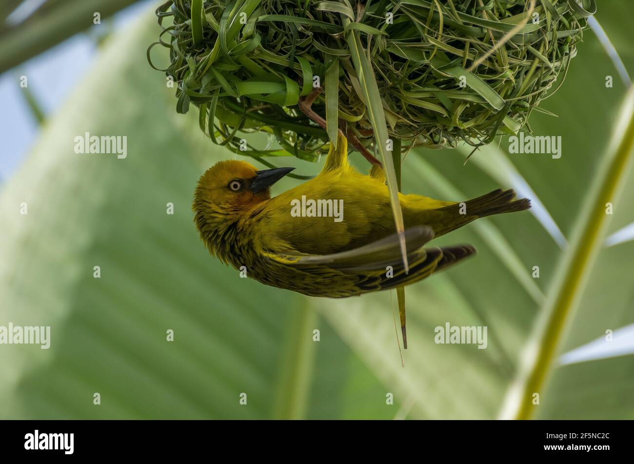A cape weaver bird (Ploceus capensis) hanging from its spherical nest in the town of George, Western Cape, South Africa in August (Winter). Stock Photo