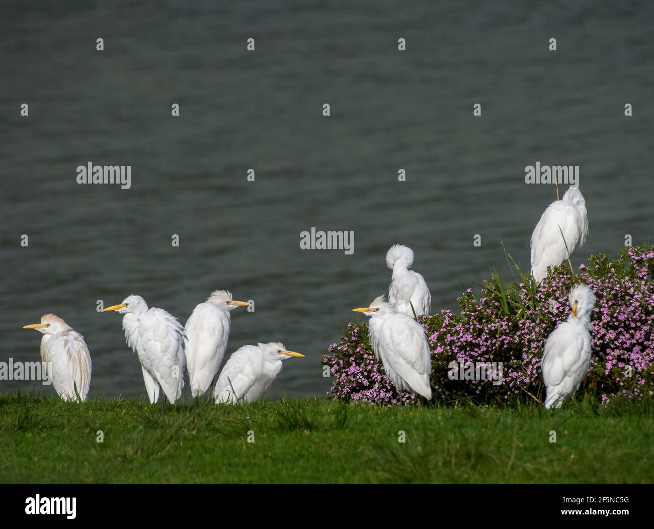 Cattle Egrets (Bubulcus ibis) by a lake on a golf course near Stellenbosch, South Africa in August (winter) Stock Photo