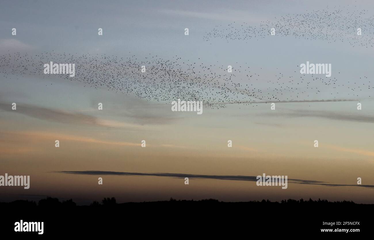 Vast flock of starlings (Sturnus vulgaris) at sunset in winter at RSPB Ham Wall, Somerset, UK Stock Photo