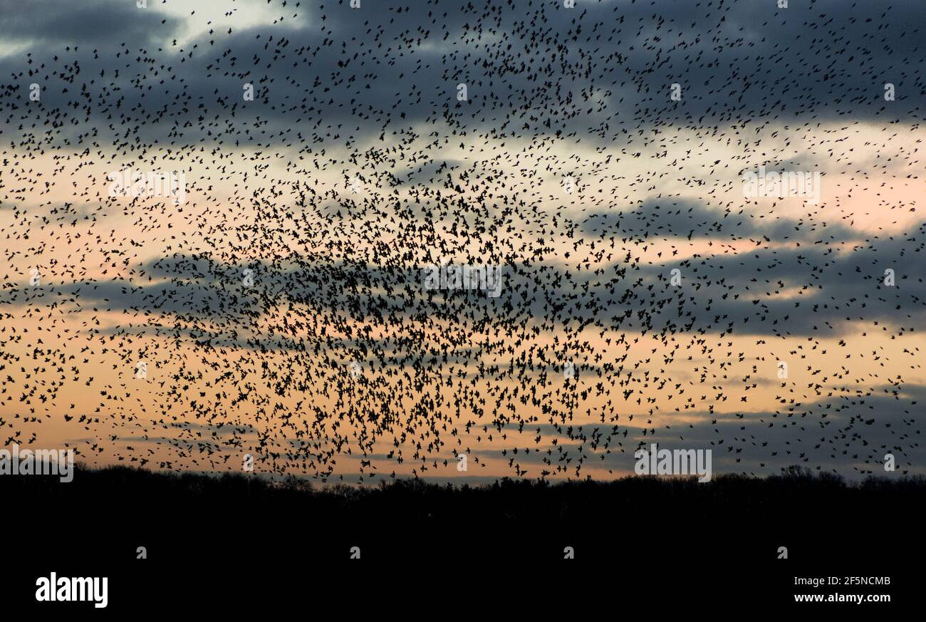 Vast flock of starlings (Sturnus vulgaris) at sunset in winter at RSPB Ham Wall, Somerset, UK Stock Photo