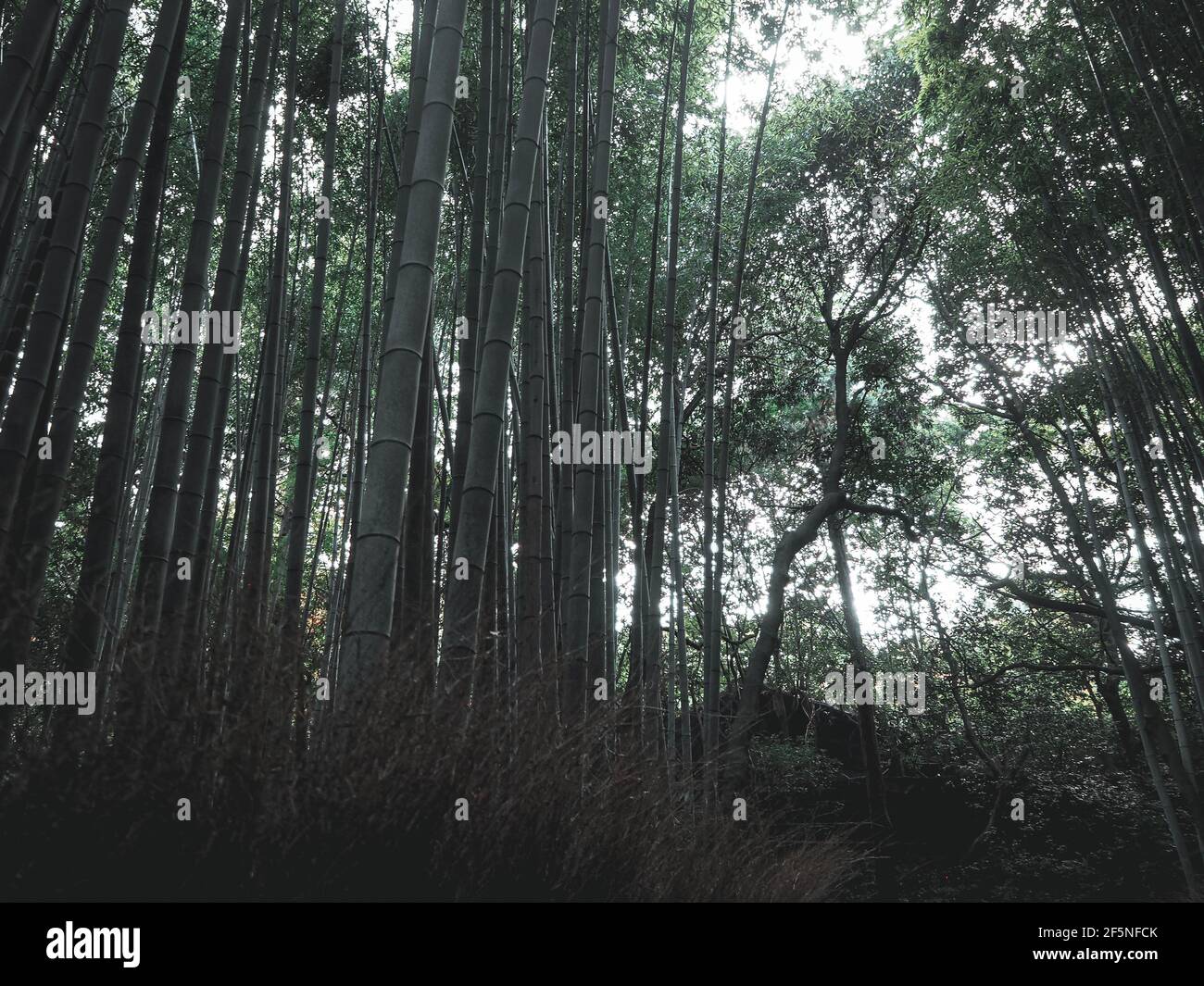 Bamboo forest background of japan on morning time Stock Photo