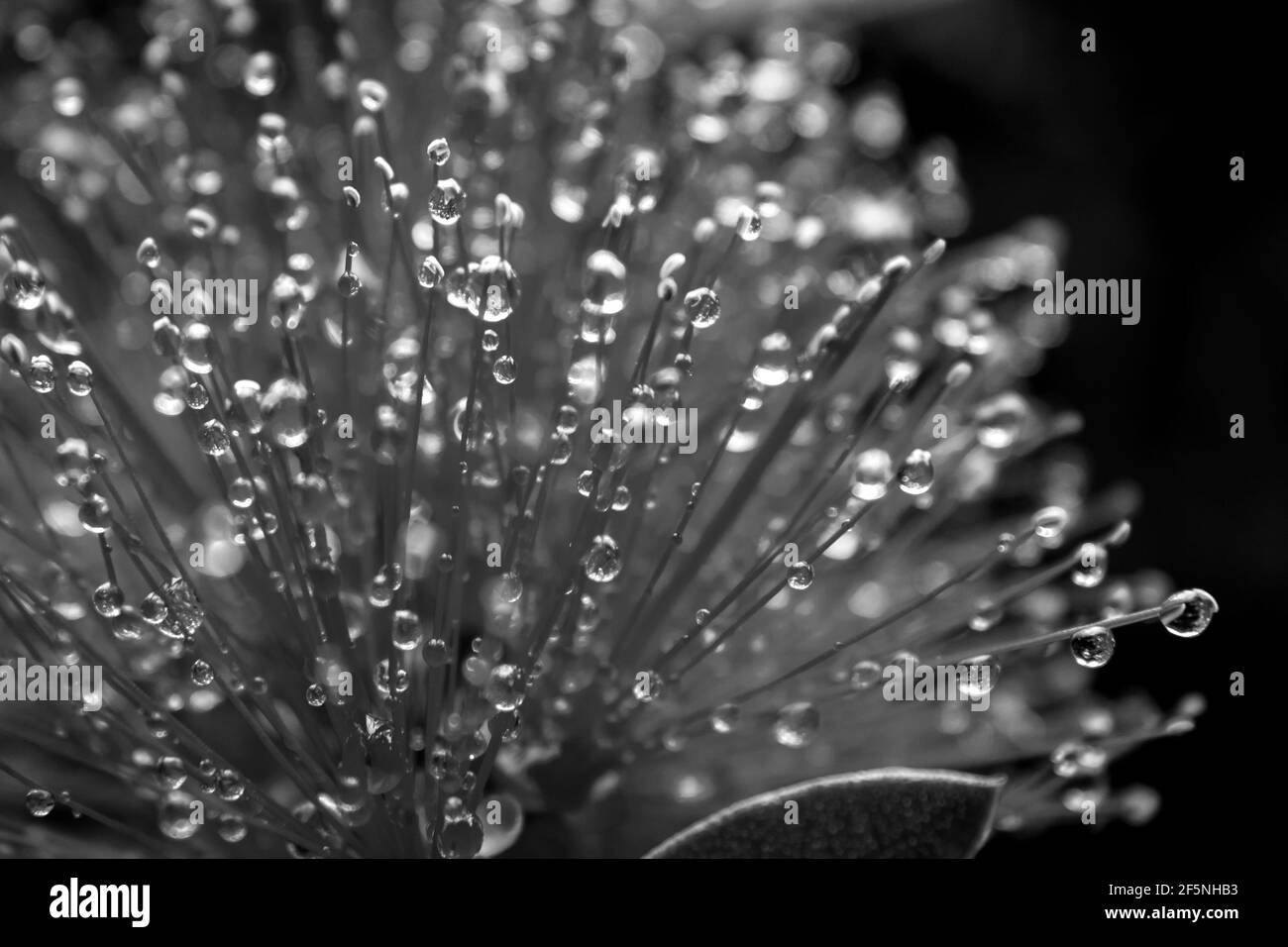 Close-up of small water droplets caught in the fine fillaments of the spiky flower of a bottlebrush, in Black and white Stock Photo