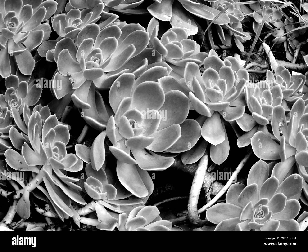 Fish eye of a large amounts Echeveria, in Black and White Stock Photo