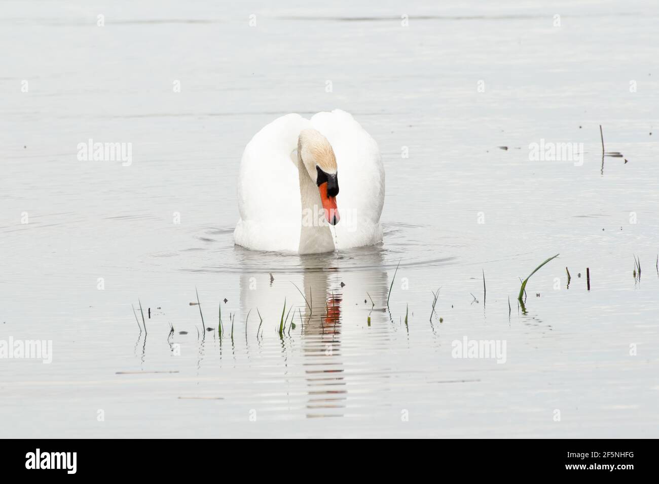 Mute swan swimming in a calm lake Stock Photo
