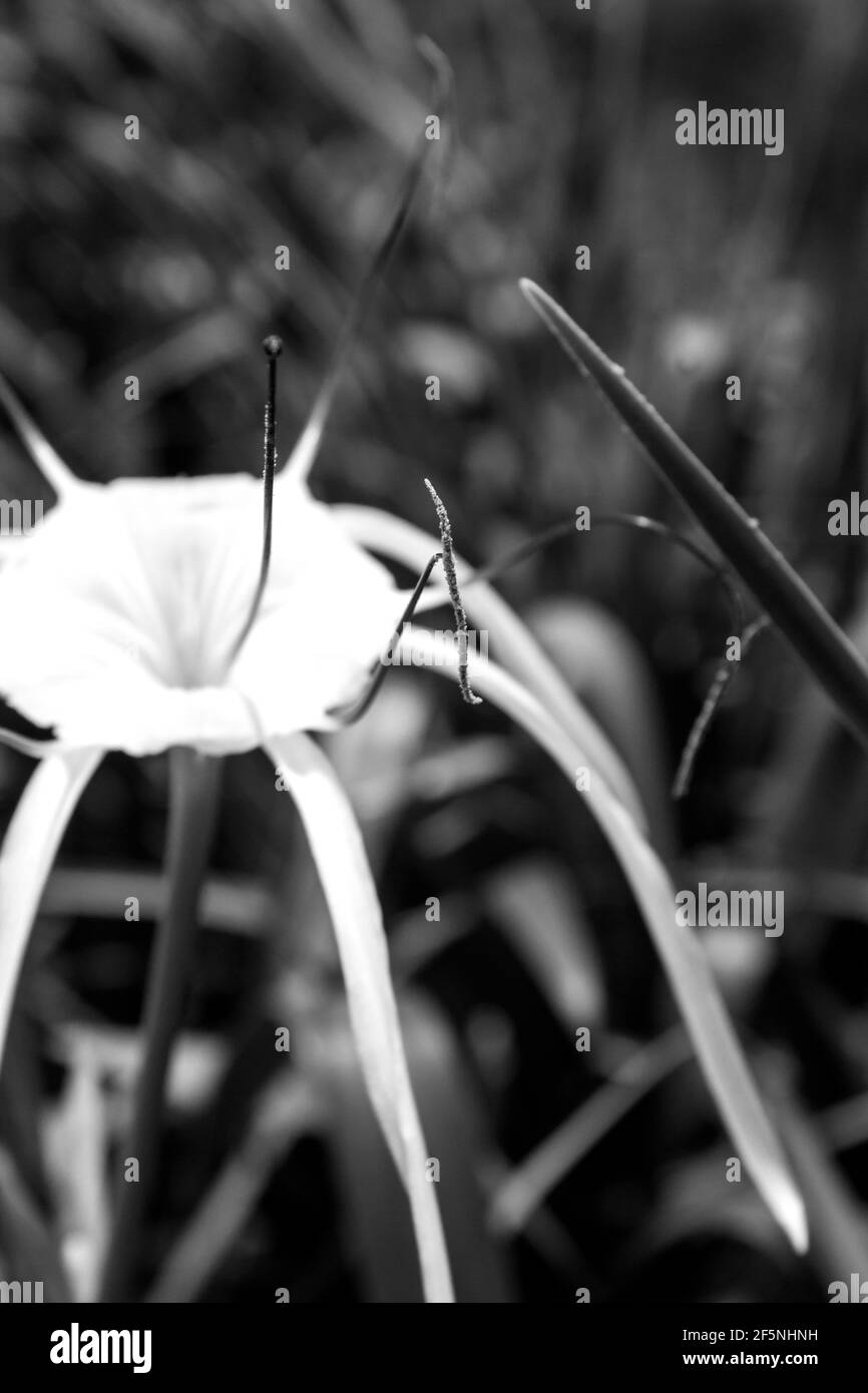 A black and white photo of only part of a spider lily Stock Photo